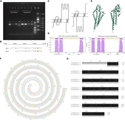 Molecular characterization, expression pattern and immunologic function of CD82a in large yellow croaker (Larimichthys crocea)